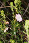 Hairy laurel <BR>Hairy wicky